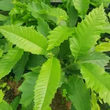 kasztan-jadalny-2l-producent-szkolka-pnaczy-marek-wedrowski