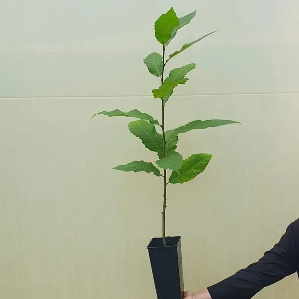 kasztan-jadalny-2l-nazwa-lacinska-castanea-sativa