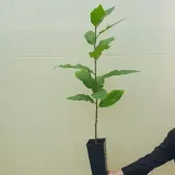 kasztan-jadalny-2l-nazwa-lacinska-castanea-sativa
