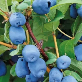 jagoda-kamczacka-zojka-1l