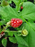 malinojezyna-loganberry-2l-styl-ogrod-srodziemnomorski-ogrod-wiejski-ogrod-skalny-ogrod-nowoczesny-ogrod-japonski