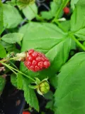 malinojezyna-loganberry-2l-stan-nowy
