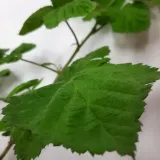 malinojezyna-loganberry-2l-odmiana-loganberry