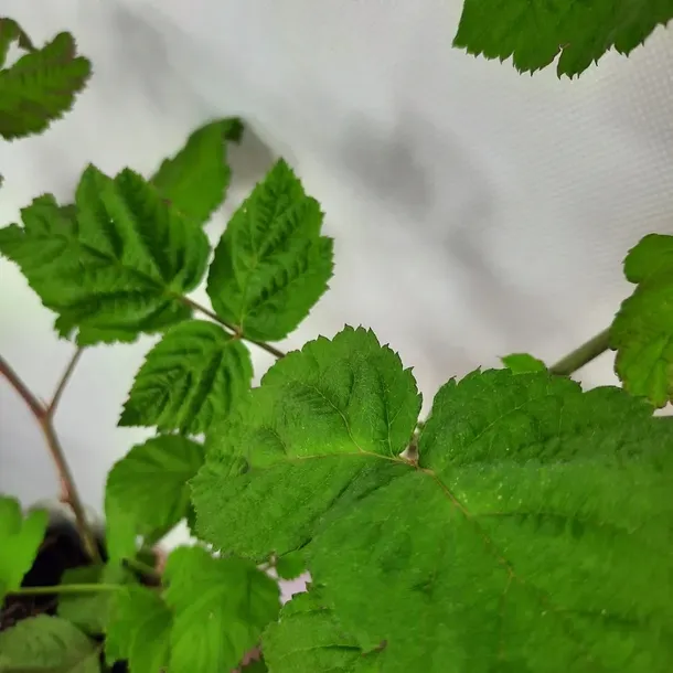 malinojezyna-loganberry-2l-producent-szkolka-pnaczy-marek-wedrowski