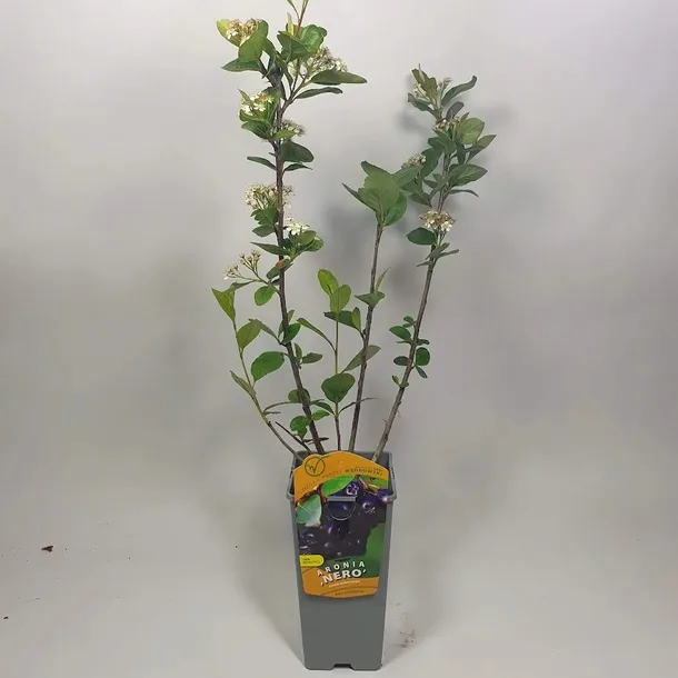 aronia-nero-2l-rodzaj-rosliny-aronie