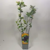 aronia-nero-2l-rodzaj-rosliny-aronie