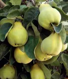 pigwa-vranja-pospolita-2l