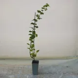 pigwa-vranja-pospolita-2l-styl-ogrod-srodziemnomorski-ogrod-wiejski-ogrod-skalny-ogrod-nowoczesny-ogrod-japonski