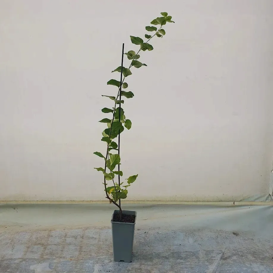 pigwa-vranja-pospolita-2l