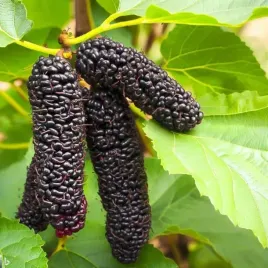 morwa-czarna-illinois-everbearing-2l