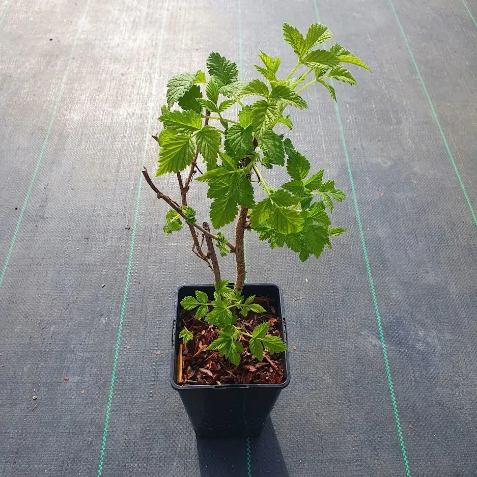 malina-zolta-golden-queen-2l
