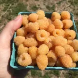 malina-zolta-golden-queen-2l-rodzaj-rosliny-maliny-i-jezyny