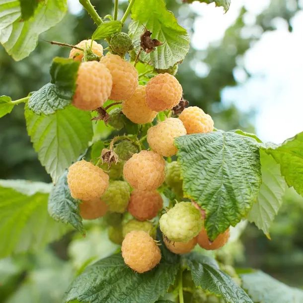 malina-zolta-golden-queen-2l-stan-nowy