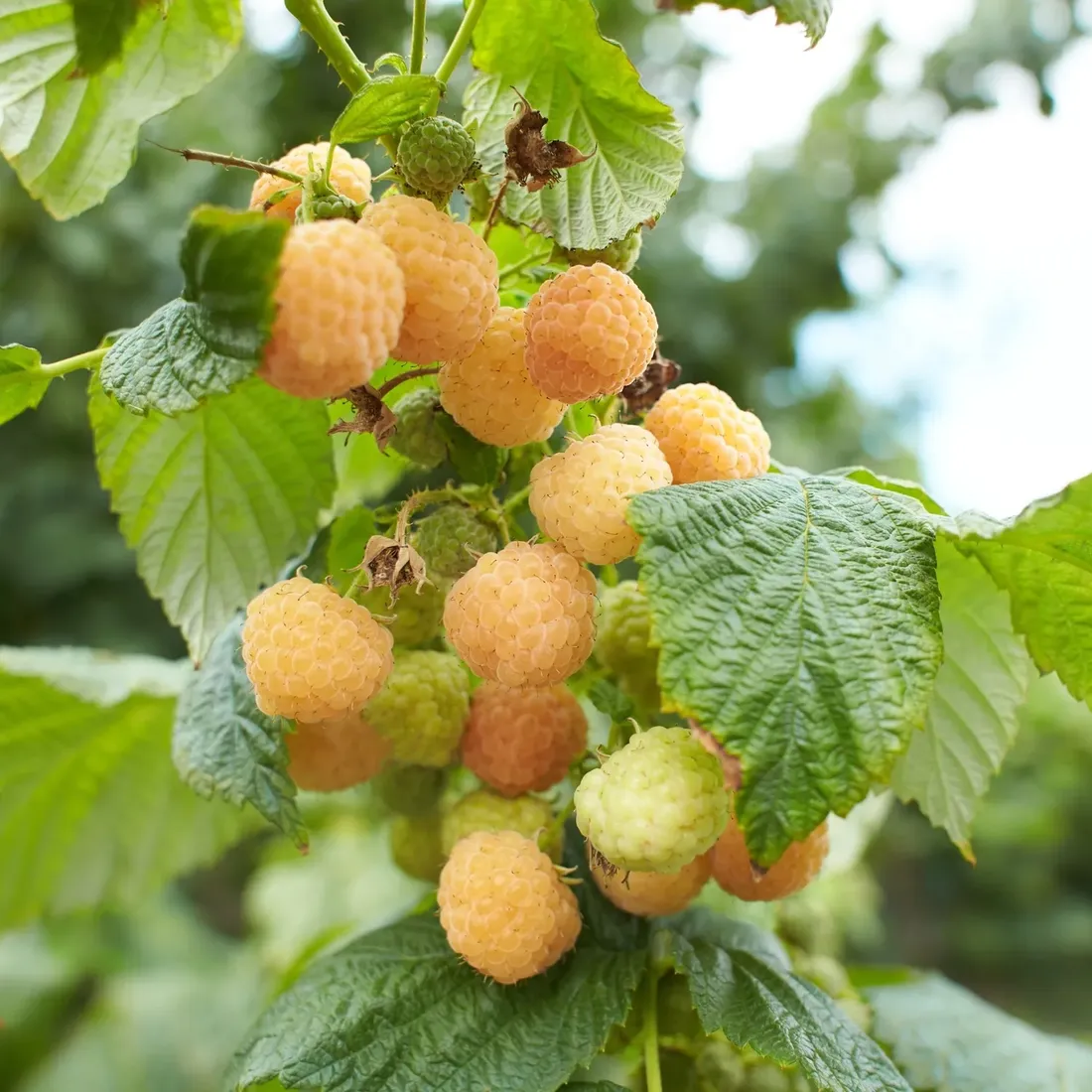 malina-zolta-golden-queen-2l-styl-ogrod-srodziemnomorski-ogrod-wiejski-ogrod-skalny-ogrod-nowoczesny-ogrod-japonski