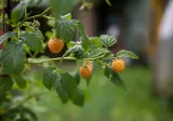 malina-zolta-golden-queen-2l-producent-szkolka-pnaczy-marek-wedrowski