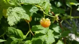 malina-zolta-golden-queen-2l-nazwa-lacinska-rubus-idaeus