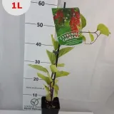 cytryniec-chinski-1l-styl-ogrod-srodziemnomorski-ogrod-wiejski-ogrod-skalny-ogrod-nowoczesny-ogrod-japonski