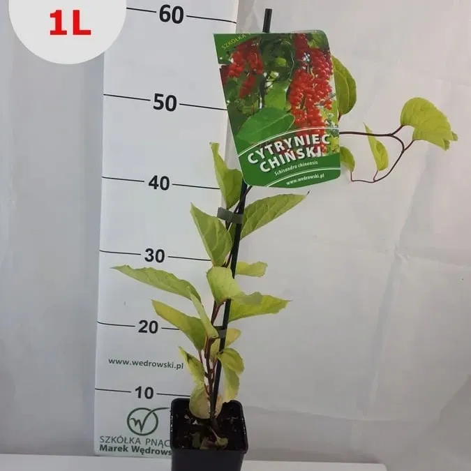 cytryniec-chinski-1l