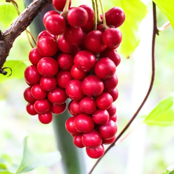 cytryniec-chinski-1l-stan-nowy