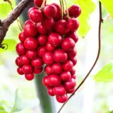 cytryniec-chinski-1l-stan-nowy