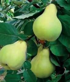 pigwa-pospolita-wolgogradskaja-miagkoplodnaja-2l