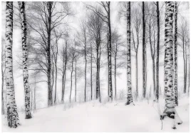 fototapeta-3d-las-brzozowy-drzewa-natura-na-sciane-sypialnia-salon-250x175