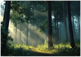 fototapeta-las-slonce-drzewa-3d-natura-na-sciane-sypialnia-salon-150x105