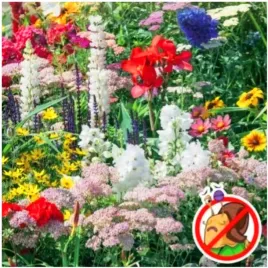 mieszanka-anty-slimakowa-kwiaty-ziola-na-rabaty-ogrod-nasiona-2-g