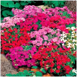 zagwin-mix-bylina-wieloletnia-na-skalniaki-rabaty-nasiona-03-g