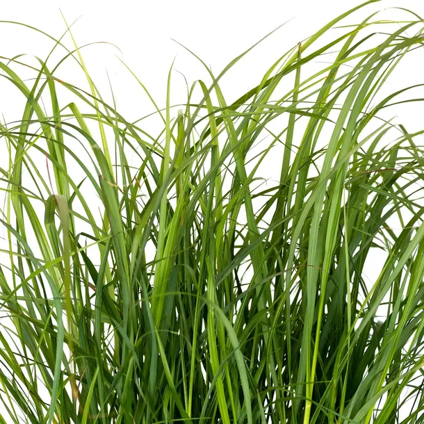 rozplenica-japonska-moudry-1l-producent-szkolka-pnaczy-marek-wedrowski
