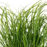 rozplenica-japonska-moudry-1l-producent-szkolka-pnaczy-marek-wedrowski