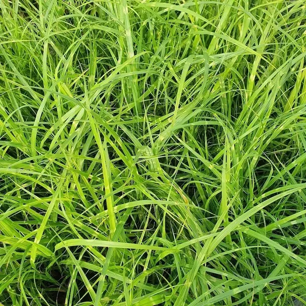 miskant-chinski-zebrinus-2l-styl-ogrod-srodziemnomorski-ogrod-wiejski-ogrod-skalny-ogrod-nowoczesny-ogrod-japonski-producent-szkolka-pnaczy-marek-wedrowski