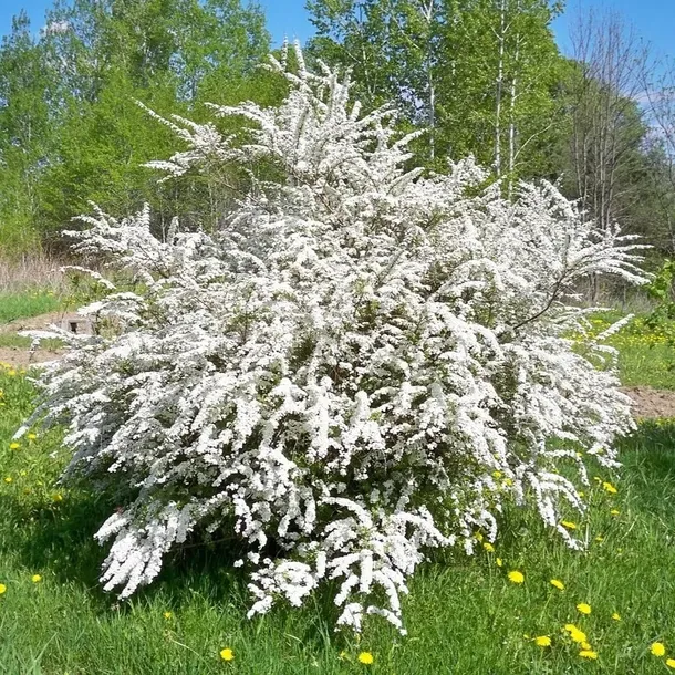 tawula-szara-grefsheim-1l