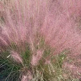 trawa-milka-okazala-eragrostis-spectabilis-1l