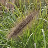rozplenica-japonska-red-head-2l-styl-ogrod-srodziemnomorski-ogrod-wiejski-ogrod-skalny-ogrod-nowoczesny-ogrod-japonski