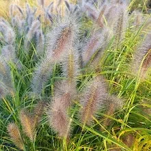 rozplenica-japonska-red-head-2l-styl-ogrod-srodziemnomorski-ogrod-wiejski-ogrod-skalny-ogrod-nowoczesny-ogrod-japonski-producent-szkolka-pnaczy-marek-wedrowski