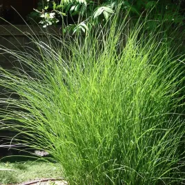 miskant-chinski-gracillimus-2l