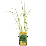 miskant-olbrzymi-giganteus-2l-styl-ogrod-srodziemnomorski-ogrod-wiejski-ogrod-skalny-ogrod-nowoczesny-ogrod-japonski