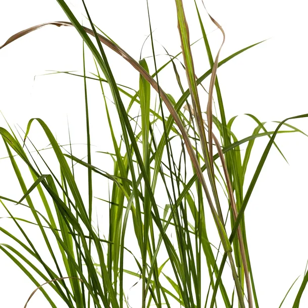 miskant-olbrzymi-giganteus-2l-stan-nowy