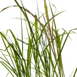 miskant-olbrzymi-giganteus-2l-stan-nowy