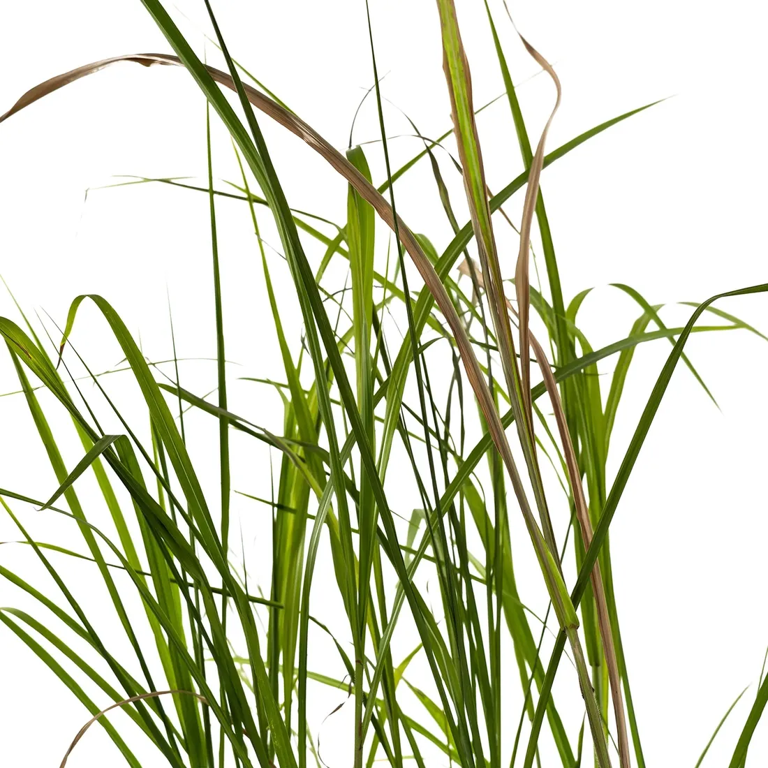 miskant-olbrzymi-giganteus-2l