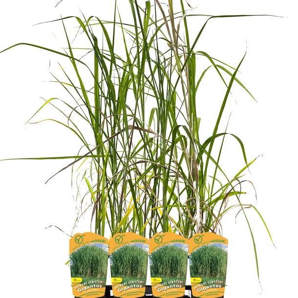 miskant-olbrzymi-giganteus-2l-producent-szkolka-pnaczy-marek-wedrowski