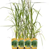 miskant-olbrzymi-giganteus-2l-producent-szkolka-pnaczy-marek-wedrowski