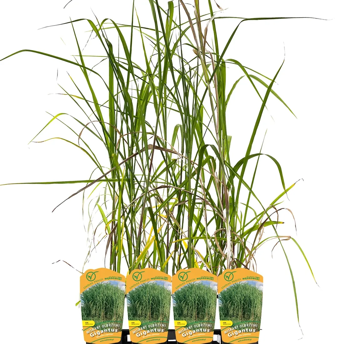 miskant-olbrzymi-giganteus-2l-styl-ogrod-srodziemnomorski-ogrod-wiejski-ogrod-skalny-ogrod-nowoczesny-ogrod-japonski