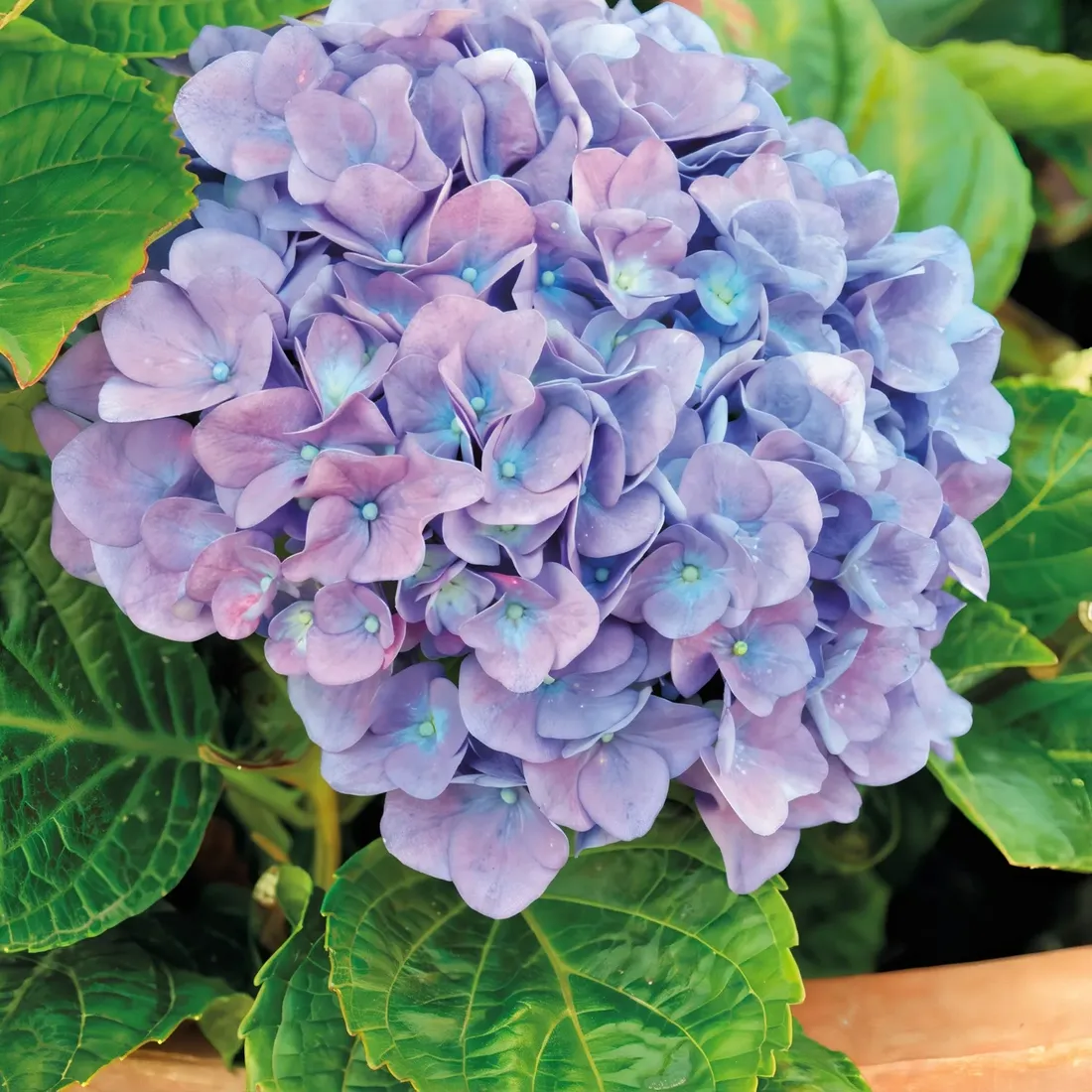 hortensja-renate-ogrodowa-2l