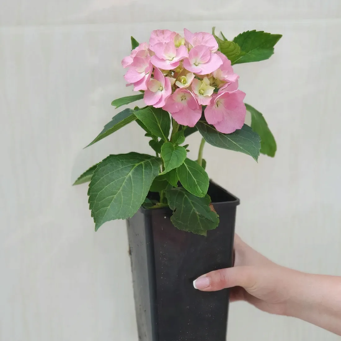 hortensja-renate-ogrodowa-2l