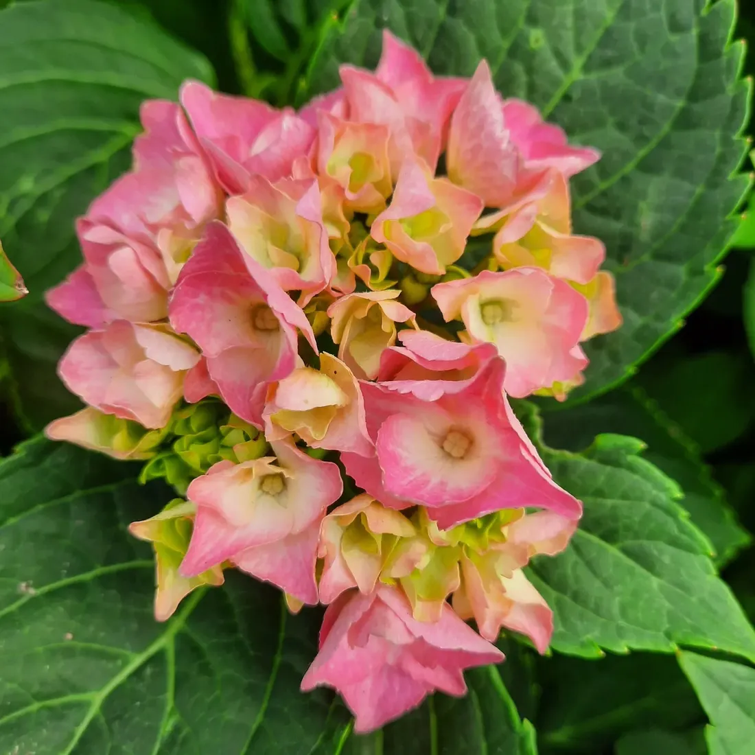 hortensja-renate-ogrodowa-2l