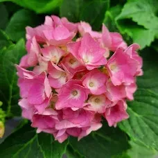 hortensja-renate-ogrodowa-2l-stan-nowy