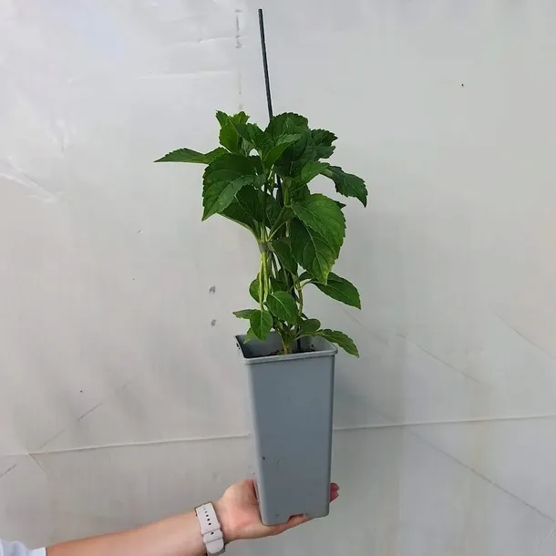 hortensja-renate-ogrodowa-2l-producent-szkolka-pnaczy-marek-wedrowski