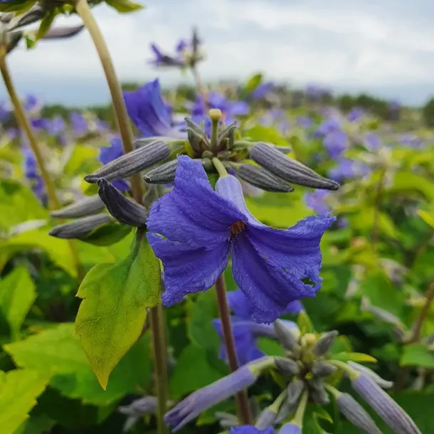 powojnik-cassandra-bylinowy-2l-nazwa-lacinska-clematis